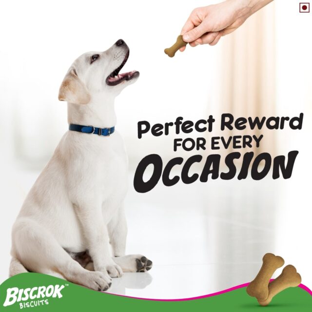 Pedigree Biscrok Biscuits Milk & Chicken Flavor (500g & 900g) - Image 7