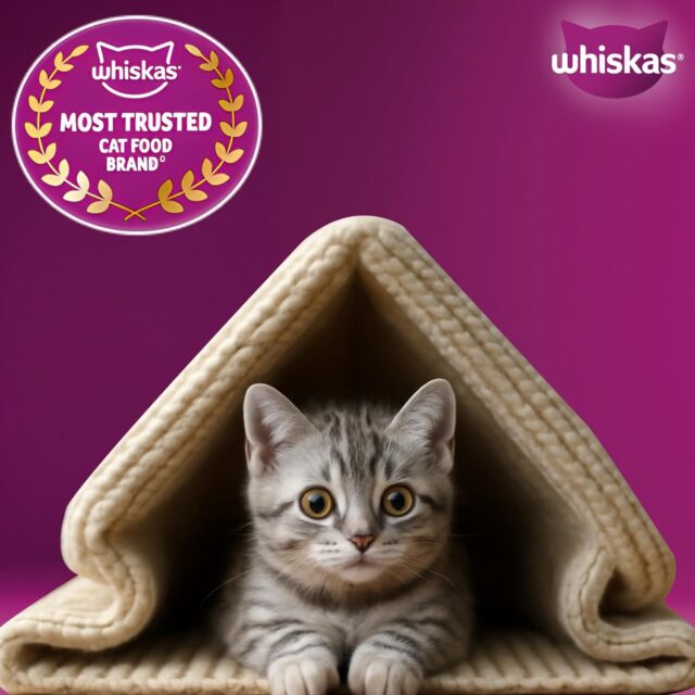 Whiskas Junior Mother Cat & Kitten (2–12 Months) Dry Cat Food – Mackerel Flavour (450 g | 1.1 kg | 3 kg) - Image 12