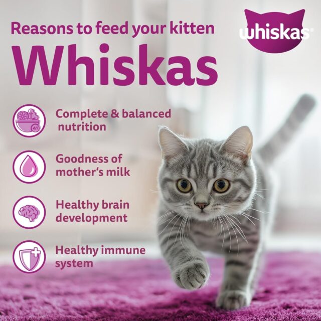 Whiskas Junior Mother Cat & Kitten (2-12 Months) Dry Cat Food, Ocean Fish Flavour (3kg | 6.5kg) - Image 14