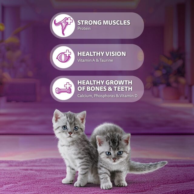 Whiskas Junior Mother Cat & Kitten (2–12 Months) Dry Cat Food – Mackerel Flavour (450 g | 1.1 kg | 3 kg) - Image 16