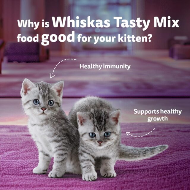 Whiskas Tasty Mix Kitten (2-12 Months) Wet Cat Food, Seafood Cocktail Carrot Flavour in Gravy, 70g (Pack Of 1 / 14 / 28) - Image 15