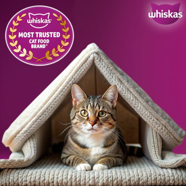 Whiskas Adult (1+ Years) Dry Cat Food – Mackerel Flavour (480 g | 1.2 kg | 3 kg | 7 kg) - Image 12