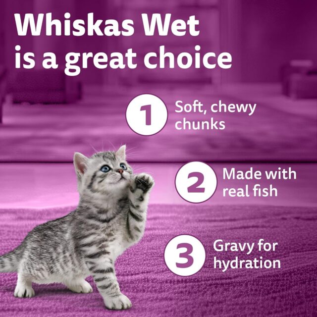Whiskas Junior Kitten (2–12 Months) Tuna in Jelly Wet Cat Food – 80g (Pack of 1 / 14 / 56) - Image 15