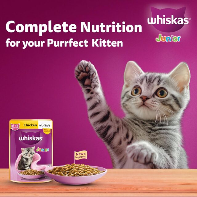 Whiskas Junior Kitten (2-12 Months) Chicken in Gravy – 80g (Pack of 1 / 14 / 56) - Image 7