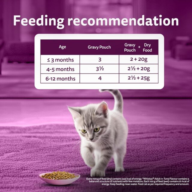 Whiskas Junior Kitten (2-12 Months) Chicken in Gravy – 80g (Pack of 1 / 14 / 56) - Image 12
