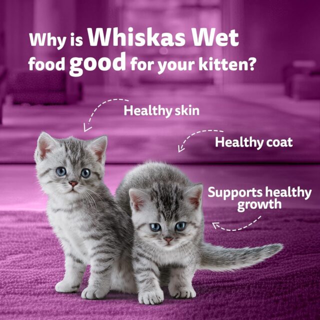 Whiskas Junior Kitten (2–12 Months) Tuna in Jelly Wet Cat Food – 80g (Pack of 1 / 14 / 56) - Image 19