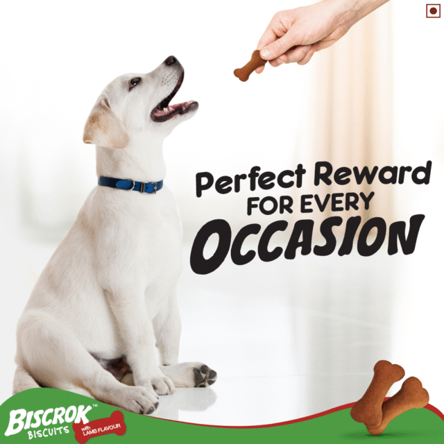 Pedigree Biscrok Biscuits Lamb Flavor (500g & 900g) - Image 6