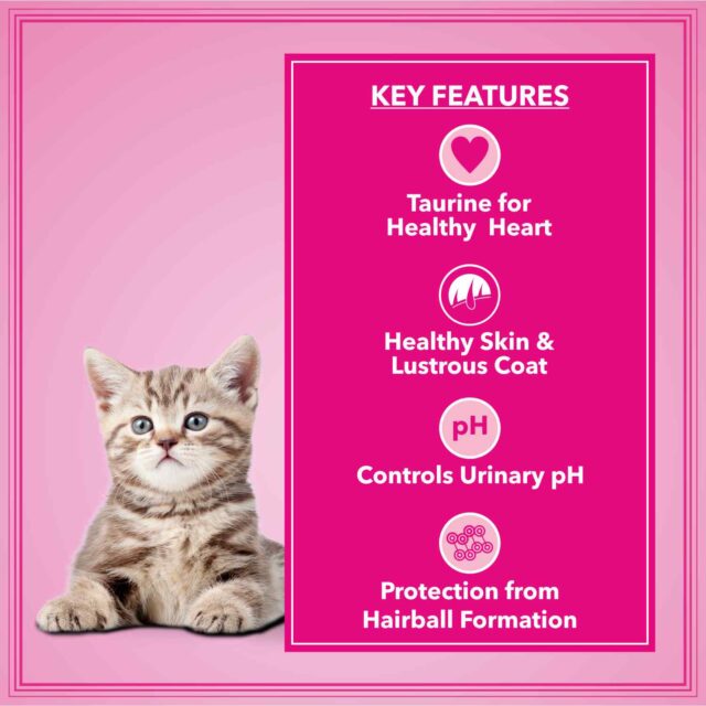 Let’s Bite Active Kitten Cat Dry Food 400 gm (Buy 1 Get 1 Free) - Image 6
