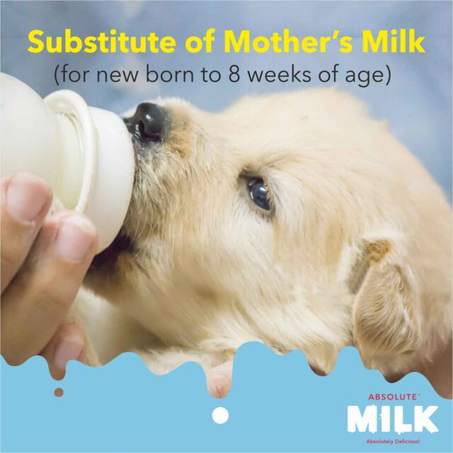Drools Absolute Milk for Newborn Puppies – 500 g - Image 8