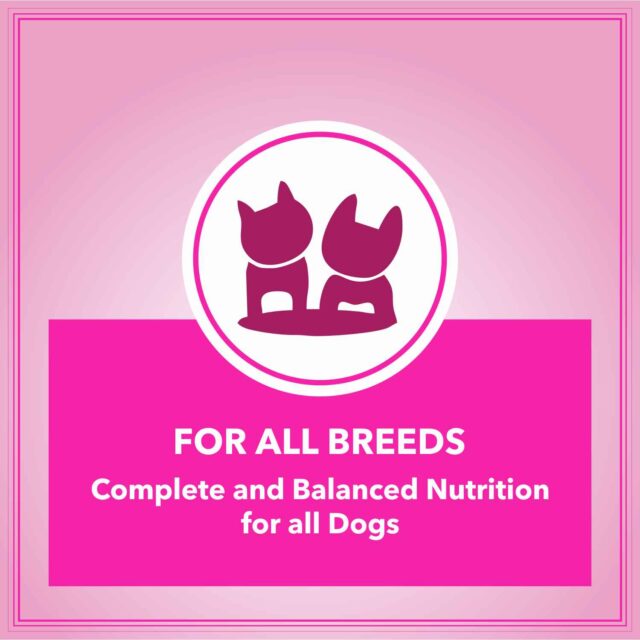 Let's Bite Active Adult Chicken Dog Dry Food – 10kg (+1kg Free Inside) - Image 3