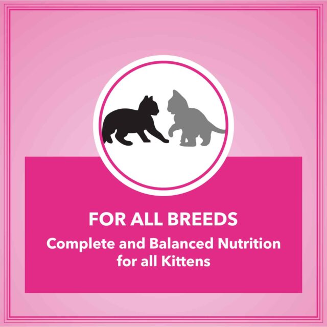 Let’s Bite Active Kitten Cat Dry Food 400 gm (Buy 1 Get 1 Free) - Image 3