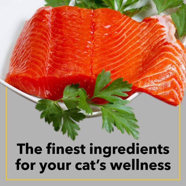 Purepet Sea Food Adult Cat Dry Food (1kg | 2.8 kg | 6kg) - Image 3