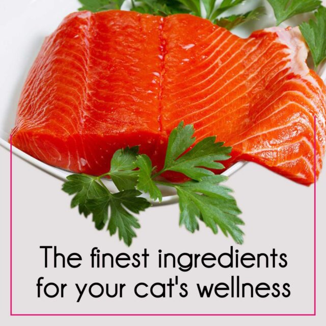 Purepet Tuna and Salmon Adult Cat Dry Food (1kg | 2.8kg | 6kg) - Image 3