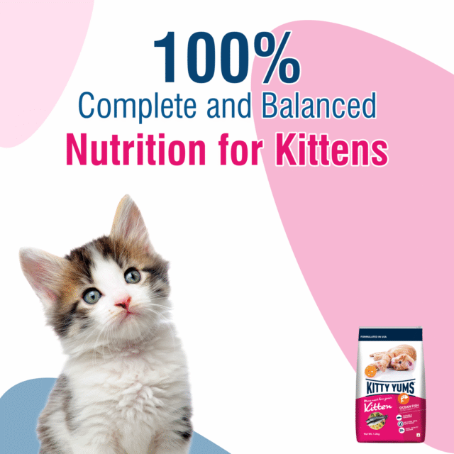 Kitty Yums Ocean Fish - Kitten Dry Cat Food 1kg (with Free Container) - Image 6
