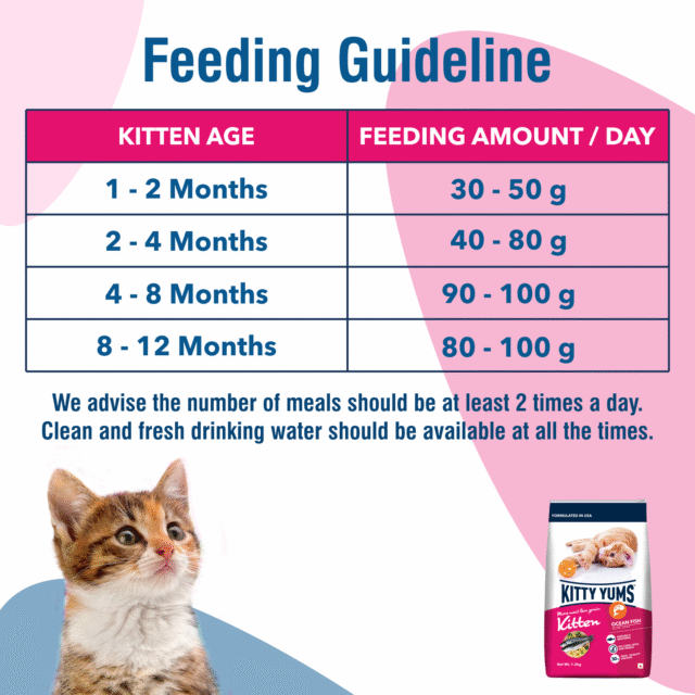 Kitty Yums Ocean Fish - Kitten Dry Cat Food 1kg (with Free Container) - Image 4