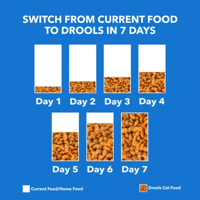 Drools Adult Dry Cat Food - Real Chicken (1.2 kg | 3 kg) - Image 3