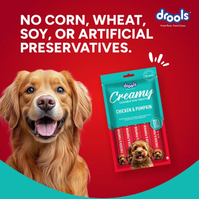 Drools Chicken & Pumpkin Creamy Dog Treats (5 Sticks) - Image 3