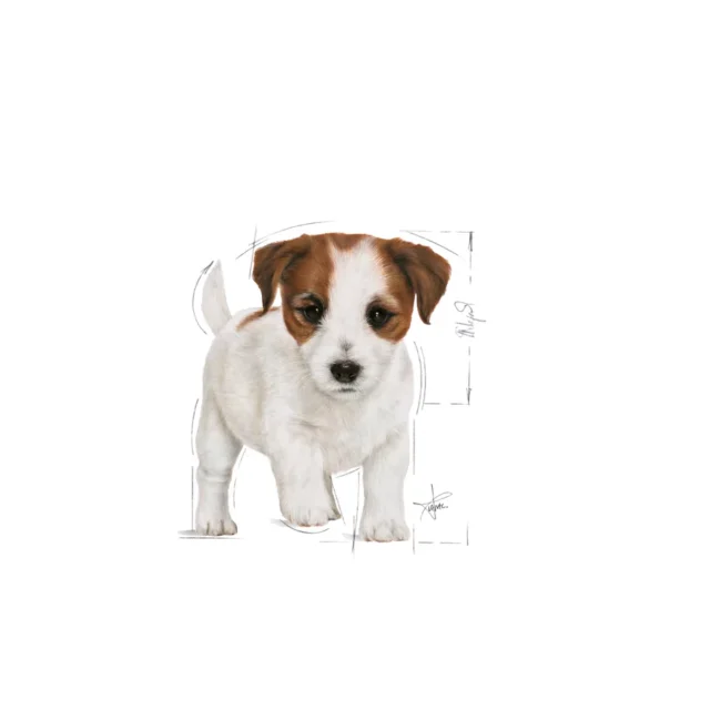 Royal Canin Mini Puppy Gravy Dog Wet Food (12x85g) - Image 9