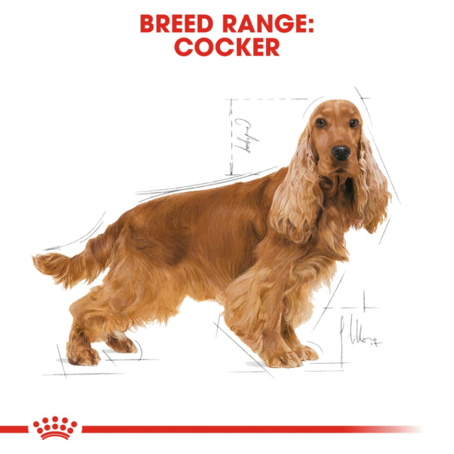 Royal Canin Cocker Spaniel Adult Dog Dry Food - 3kg - Image 7