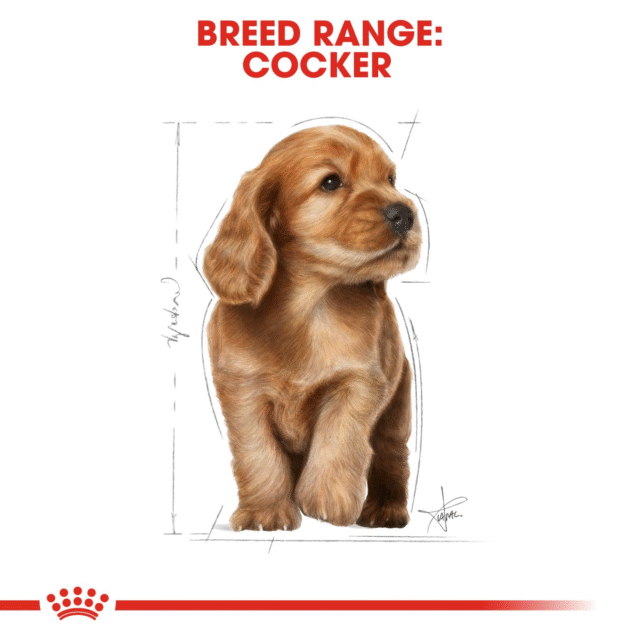 Royal Canin Cocker Spaniel Puppy Dog Dry Food - 3kg - Image 8
