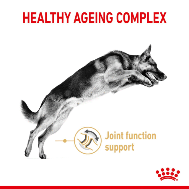 Royal Canin German Shepherd 5+ Adult Dry Dog Food - 3kg - Image 2