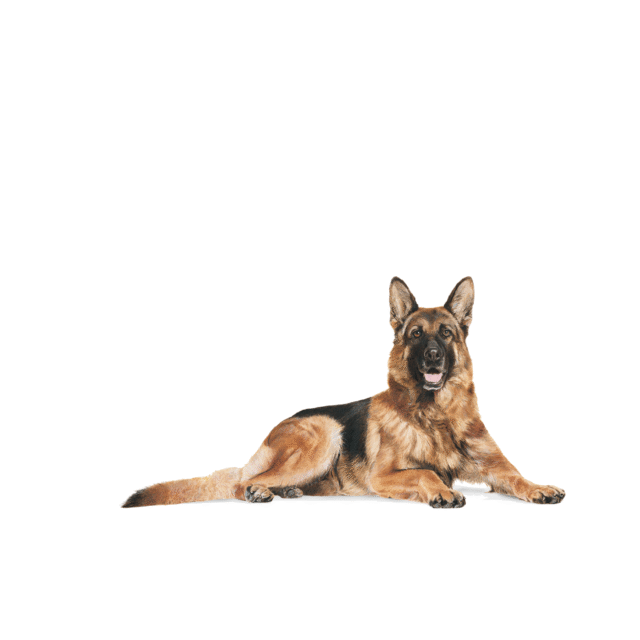 Royal Canin German Shepherd 5+ Adult Dry Dog Food - 3kg - Image 5