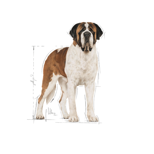 Royal Canin Giant Adult Dog Dry Food (4kg | 15kg) - Image 8