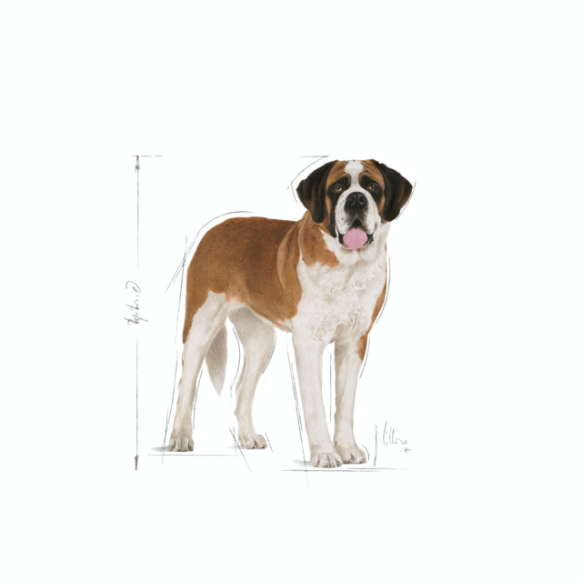 Royal Canin Giant Junior Dog Dry Food (3.5kg | 15kg) - Image 9