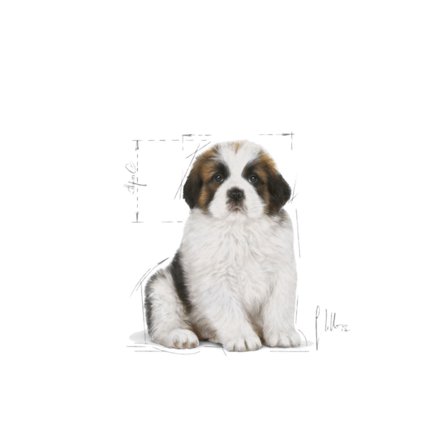 Royal Canin Giant Puppy Dog Dry Food (1kg | 3.5kg | 15kg) - Image 8