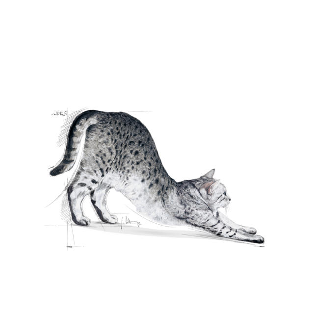 Royal Canin Indoor Adult Cat Dry Food (400g | 2kg) - Image 9