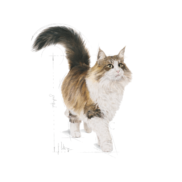 Royal Canin Instinctive 7+ Gravy Cat Wet Food (12x85g) - Image 10