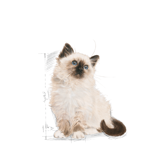 Royal Canin Kitten Cat Dry Food (400g | 1.2kg | 2kg | 4kg) - Image 8