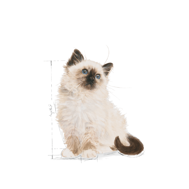 Royal Canin Kitten Instinctive Jelly Cat Wet Food (12x85g) - Image 9