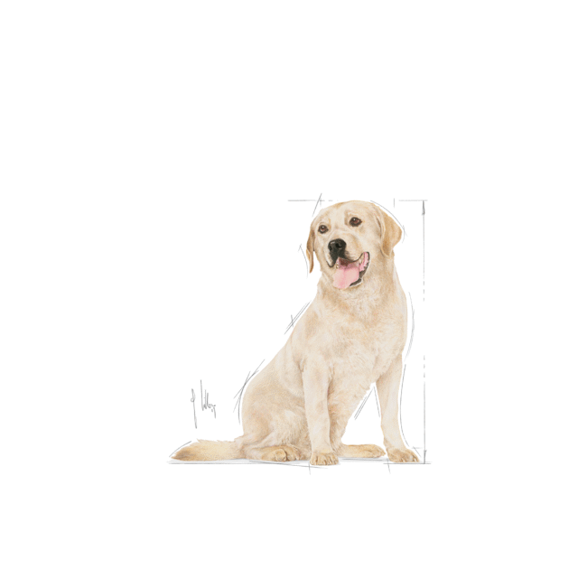 Royal Canin Labrador Retriever Adult 5+ Dog Dry Food - 3kg - Image 7