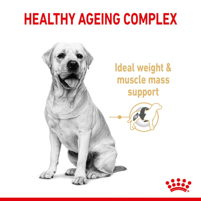 Royal Canin Labrador Retriever Adult 5+ Dog Dry Food - 3kg - Image 6