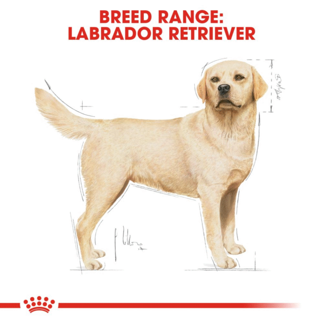 Royal Canin Labrador Retriever Adult Dog Dry Food (3kg | 12kg) - Image 7