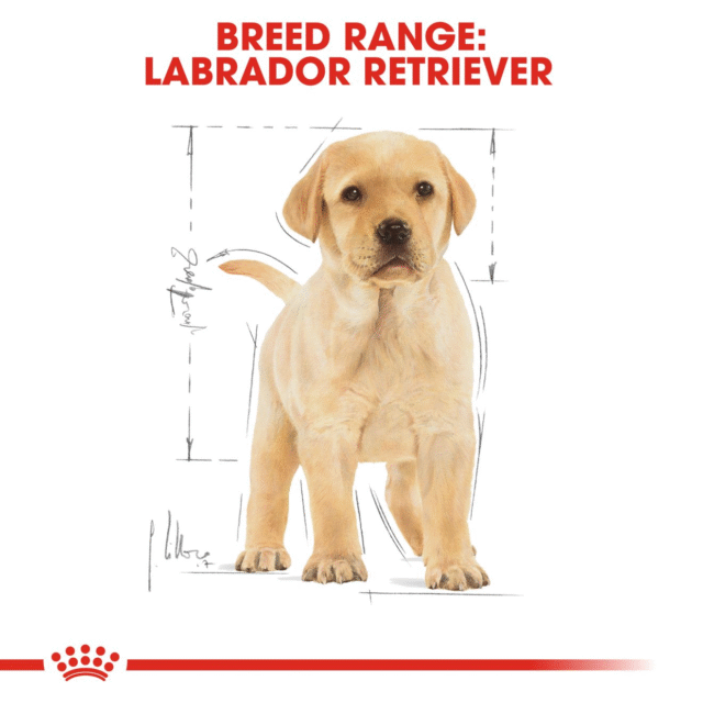 Royal Canin Labrador Retriever Puppy Dog Dry Food (200g | 1kg | 3kg | 12kg) - Image 8