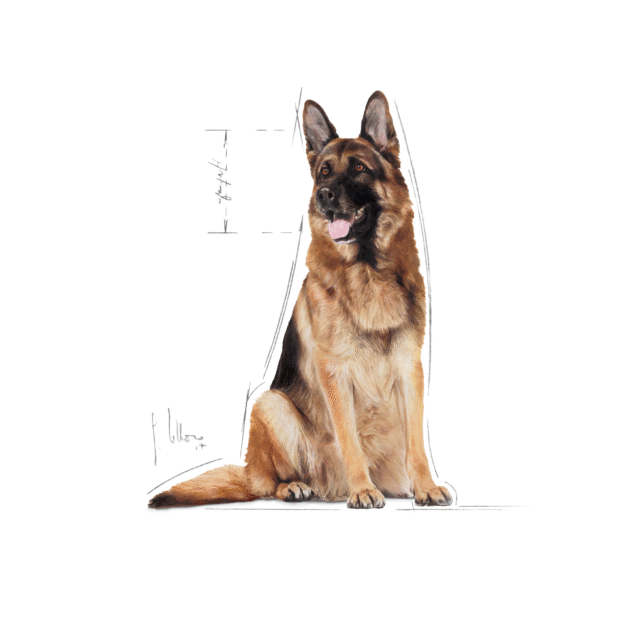 Royal Canin Maxi 5+ Adult Dog Dry Food - 4kg - Image 8