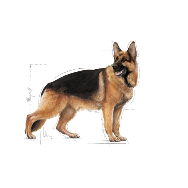 Royal Canin Maxi Adult Dog Wet Food (10x140g) - Image 10