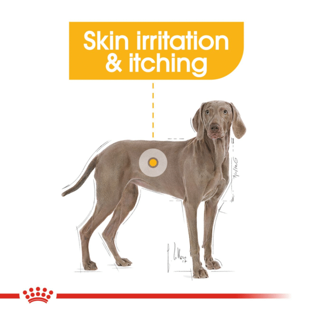Royal Canin Maxi Dermacomfort Dog Dry Food – 3kg - Image 8