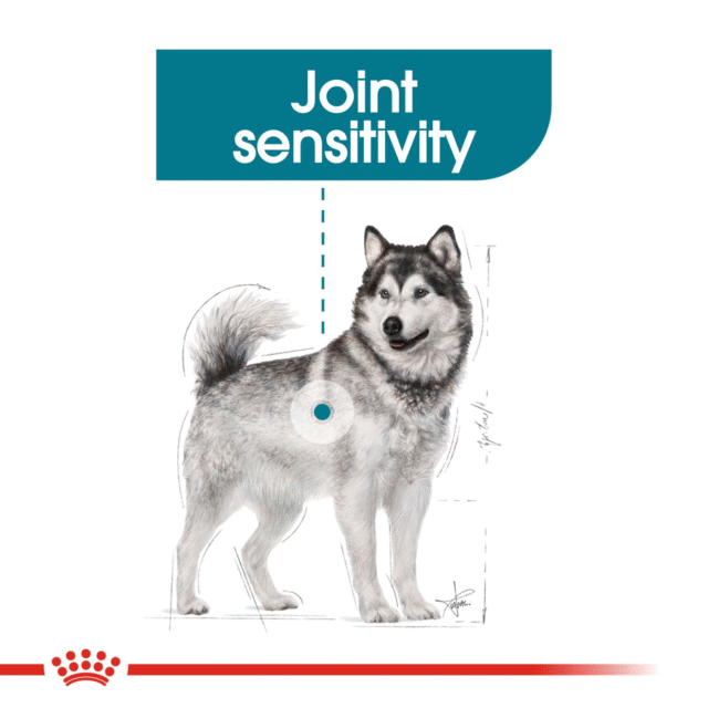 Royal Canin Maxi Joint Care Dog Dry Food - 3kg - Image 7