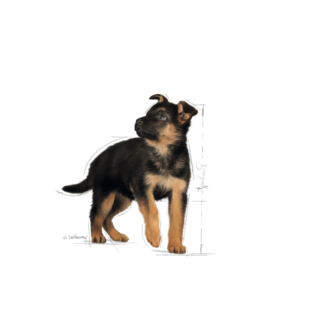 Royal Canin Maxi Puppy Dog Wet Food (10x140g) - Image 10