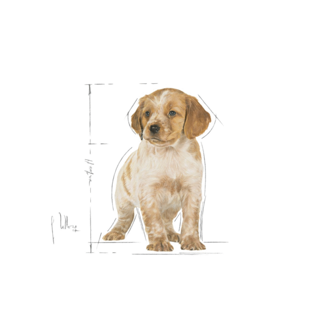 Royal Canin Medium Puppy Dog Dry Food (1kg | 4kg | 10kg | 15kg) - Image 8