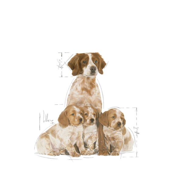 Royal Canin Medium Starter Dry Food for Medium Breed Dogs and Puppies  (1kg | 4kg | 12kg | 15kg) - Image 9