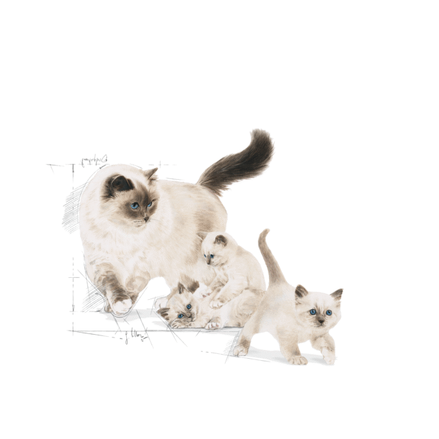 Royal Canin Mother & Babycat Cat Dry Food (400g | 1.2kg | 2 kg) - Image 7