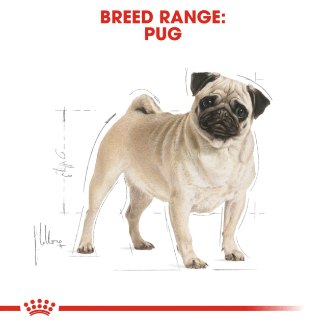Royal Canin Pug Adult Dog Dry Food (500g | 1.5kg | 3kg | 7.5kg) - Image 7