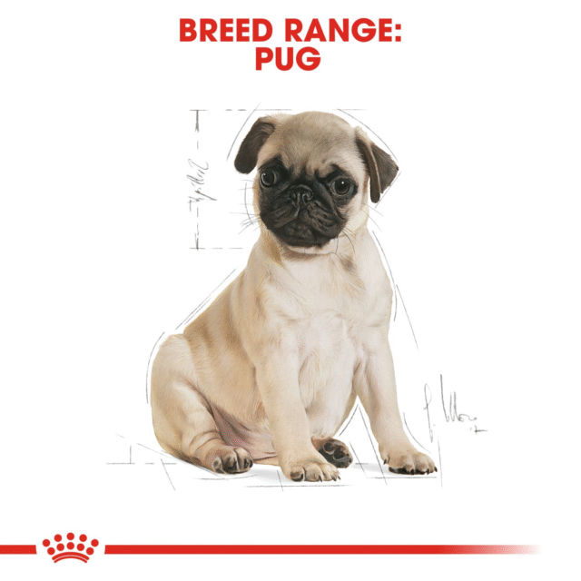 Royal Canin Pug Puppy Dog Dry Food (500g | 1.5kg) - Image 8