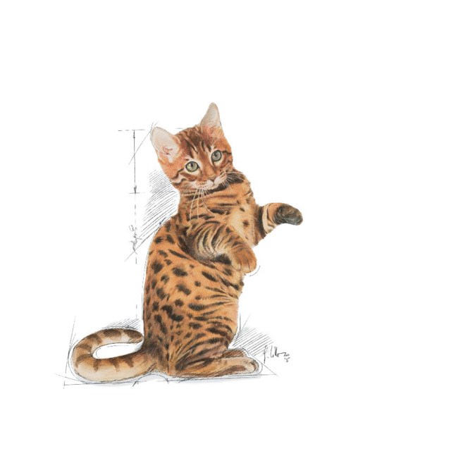 Royal Canin Kitten Sterilised (400g | 2kg) - Image 7