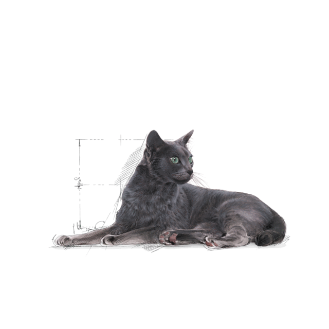 Royal Canin Regular Sterilised 7+ Adult Cat Dry Food - 1.5kg - Image 8